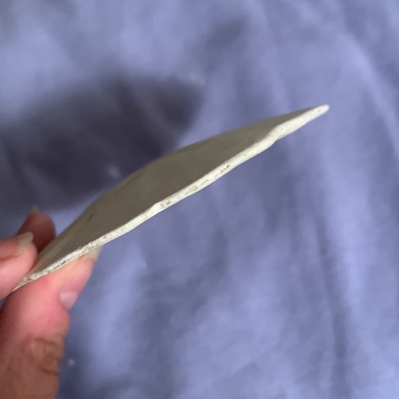 SALE!! Sea cookie or sand dollar #4 - Picture 8 of 8